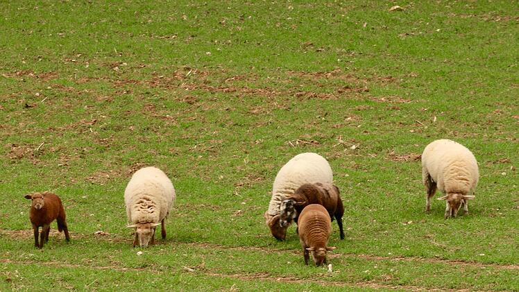 Die Herde &auml;rgert die Landwirte. Foto: Adriane Lochner