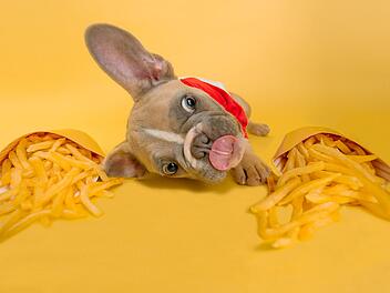 Hunde gewöhnen sich eine schlechte Ernährung früh an - da hilft nur Erziehung und Futter, das auf die physiologischen Bedürfnisse des Hundes abgestimmt ist.