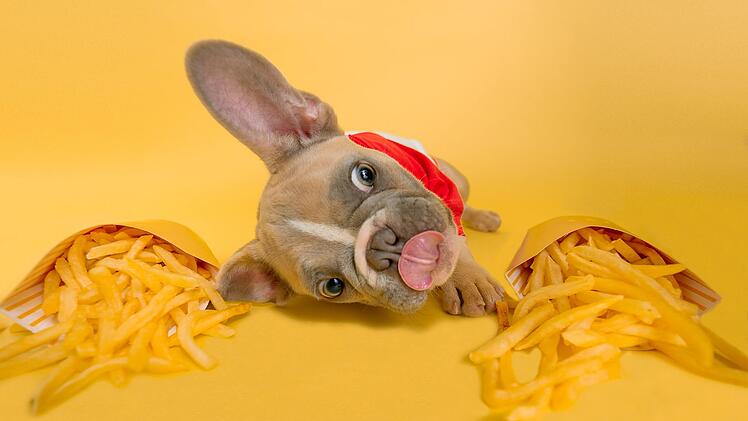 Hunde gewöhnen sich eine schlechte Ernährung früh an - da hilft nur Erziehung und Futter, das auf die physiologischen Bedürfnisse des Hundes abgestimmt ist.