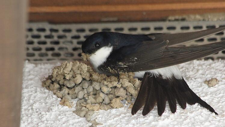 Landkreis Coburg: F&uuml;r Schwalbennester - Naturschutzverband bittet, Lehmpf&uuml;tzen anzulegen