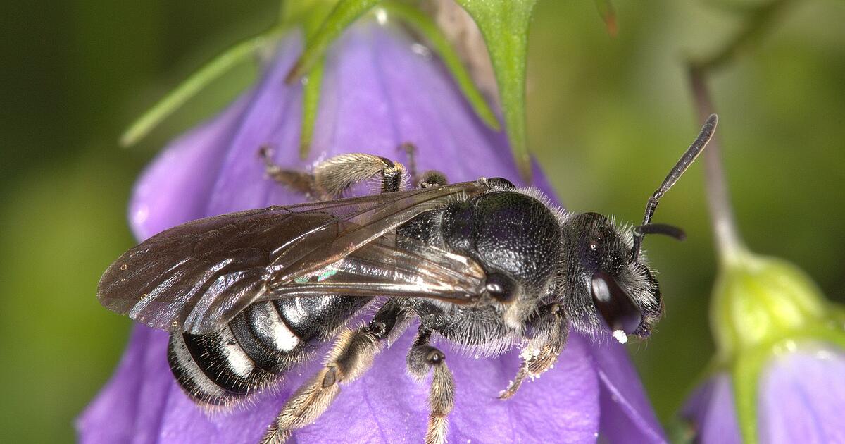 Glockenblumen-Schmalbiene-ist-Wildbiene-des-Jahres-2026