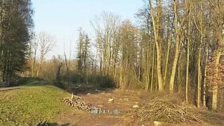 In Michelau mussten viele Bäume am Deich geschlagen werden.