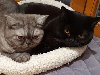 Familie muss Katzenschwestern schweren Herzens trennen und sucht neue Besitzer - "untröstlich"