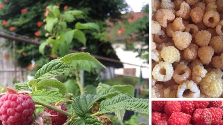 Bamberger "Hofstadt-Gärtnerei" schließt - jetzt läuft ein großer Räumungsverkauf