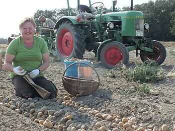 Claudia Singer beim Aufsammeln der KartoffelnManfred Welker