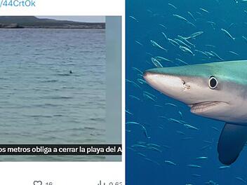 Über zwei Meter großer Hai auf Menorca gesichtet - Strand gesperrt Über zwei Meter großer Hai auf Menorca gesichtet - Strand gesperrt
