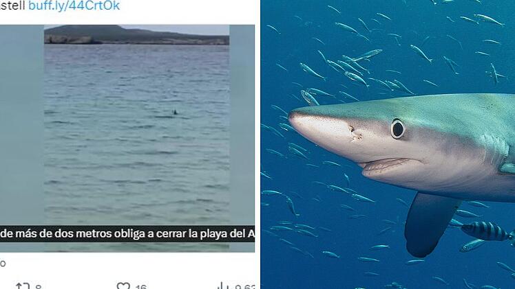 Über zwei Meter großer Hai auf Menorca gesichtet - Strand gesperrt