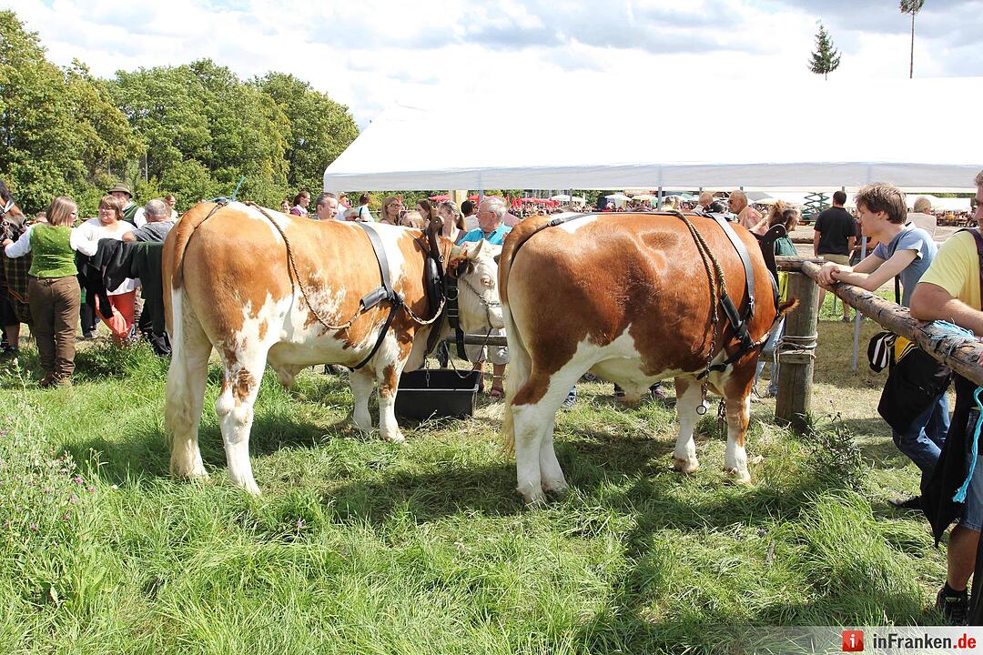 Pferdegespann in Nürnberg geht durch – Vier Verletzte