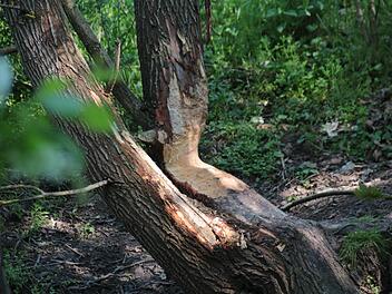Am Lauerufer bei Münnerstadt ist dieser Baum vom Biber angenagt worden.