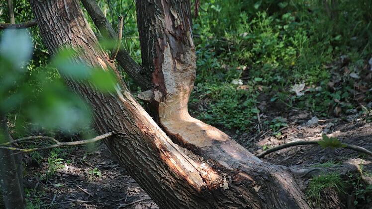 Am Lauerufer bei Münnerstadt ist dieser Baum vom Biber angenagt worden.