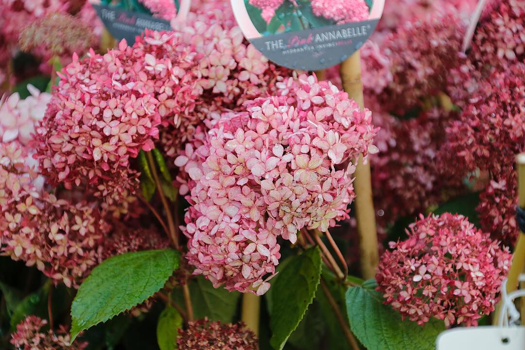 Rosen & Garten Messe Kronach im September