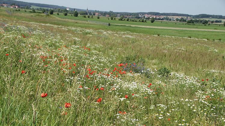 Diese Blühwiese im Aischgrund ist von selbst entstanden.