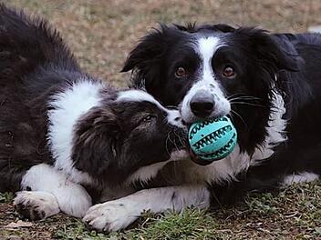Tierheim Nürnberg: "Kein Hund für jedermann" - Außergewöhnliche Mischlingswelpen suchen Zuhause