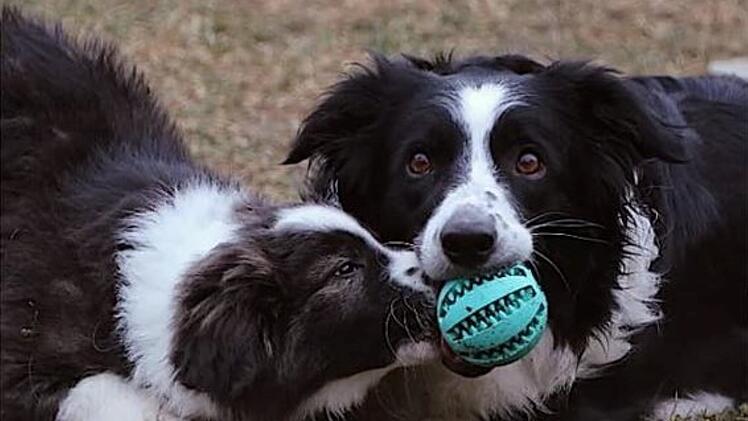 Tierheim Nürnberg: "Kein Hund für jedermann" - Außergewöhnliche Mischlingswelpen suchen Zuhause