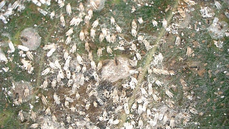 Der Schädlingsbefall auf einem Mangoblatt. Foto: Keyence