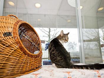 Kranken oder alten Tierheimtieren eine zweite Chance geben