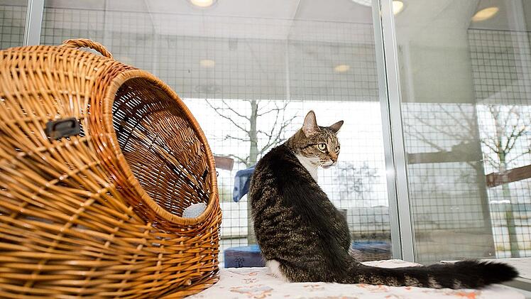 Kranken oder alten Tierheimtieren eine zweite Chance geben