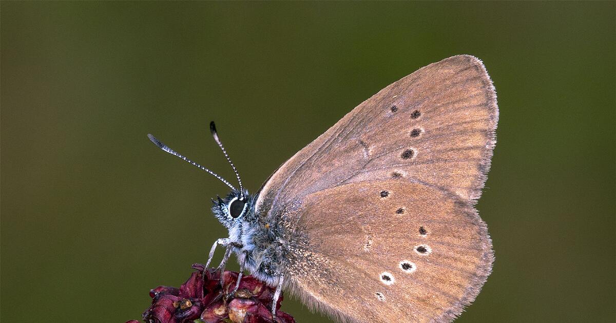 Dunkler-Wiesenknopf-Ameisenbl-uling-Schmetterling-des-Jahres