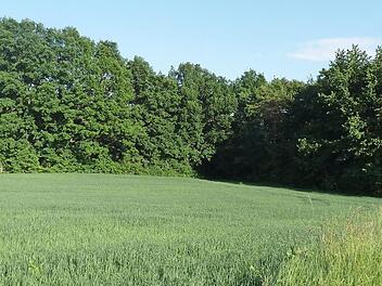 Anwohner dieses Wäldchens hatten sich gegen die Entstehung eines Baugebiets am Ortsrand eingesetzt. Foto: Thomas Schöbel