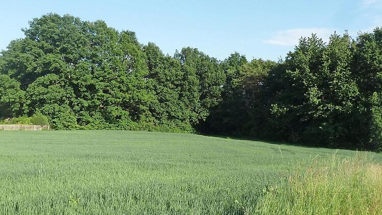 Anwohner dieses Wäldchens hatten sich gegen die Entstehung eines Baugebiets am Ortsrand eingesetzt. Foto: Thomas Schöbel