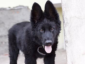 Dinkelsbühl: Hund beißt  und verletzt Mädchen (10) - Polizei ermittelt gegen Halterin