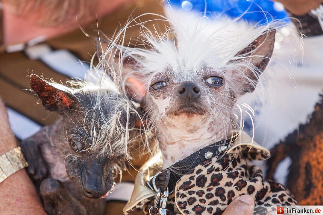 2016 World's Ugliest Dog Contest in California