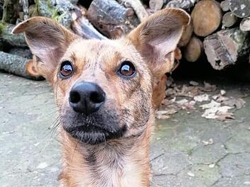 Mischlingsrüde Ben sucht ein neues Zuhause und ein neues Herrchen. Foto: Eva Hovasse