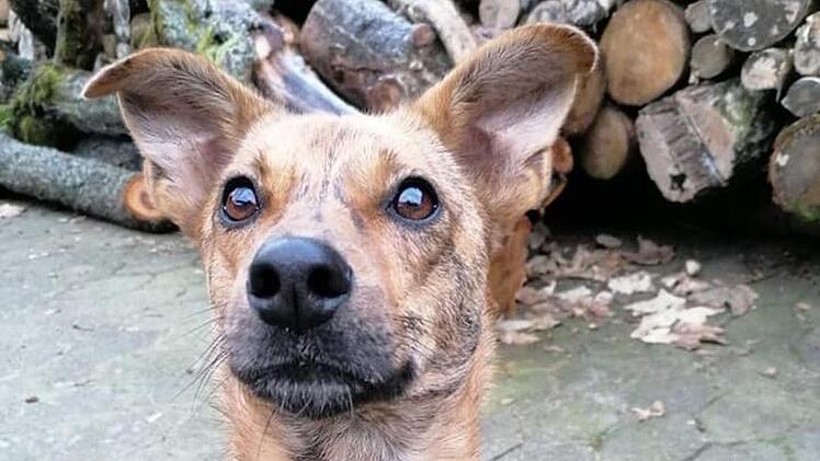 Mischlingsrüde Ben sucht ein neues Zuhause und ein neues Herrchen. Foto: Eva Hovasse