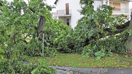 Das Foto, das FT-Leser Udo Schwarzmann an die Redaktion schickte, wurde aufgenommen, kurz nachdem der Ast abgebrochen war.