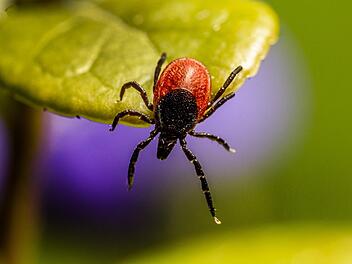 Klein, unscheinbar - aber sehr gefährlich. Zecken sind Überträger von Krankheiten, die ernsthafte Folgen haben können. Klein, unscheinbar - aber sehr gefährlich. Zecken sind Überträger von Krankheiten, die ernsthafte Folgen haben können.
