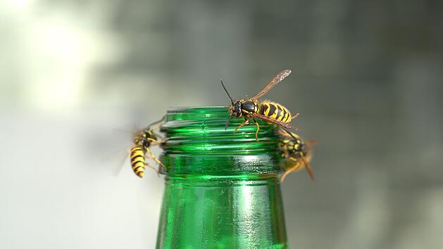 Wespen tummeln sich zu gerne dort, wo Menschen essen und trinken.