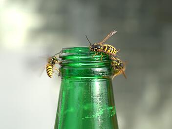 Wespen tummeln sich zu gerne dort, wo Menschen essen und trinken.
