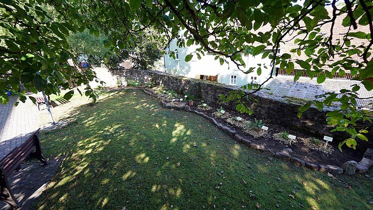 Schattig und feucht lieben es die meisten der Farnarten. Im Zeitlofser Kirchgarten mit der alten Steinmauer finden sie gute Bedingungen zu wachsen. Foto: Julia Raab