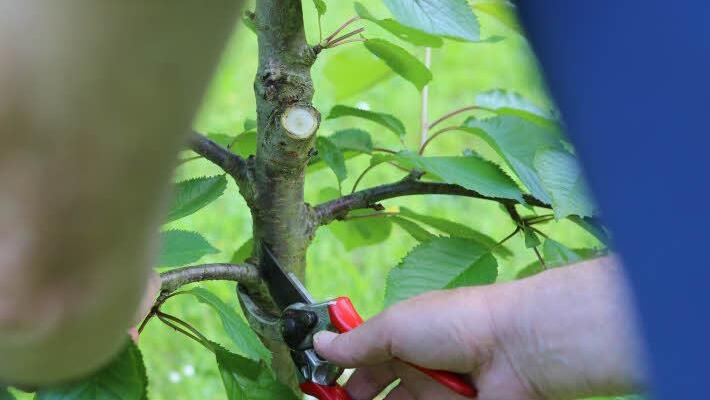 Überflüssige Äste am jungen Kirschbaum werden gekappt. Abgeschnitten wird immer sauber am Astring. Foto: Barbara Herbst