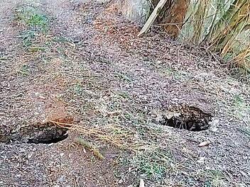 Von der Preppach her (links) buddelte sich der Biber in Richtung Fischteich (rechts) vor und kam inmitten des Weges/Dammes heraus. Fotos: privat