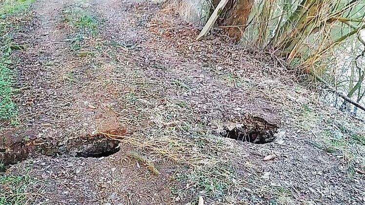 Von der Preppach her (links) buddelte sich der Biber in Richtung Fischteich (rechts) vor und kam inmitten des Weges/Dammes heraus. Fotos: privat