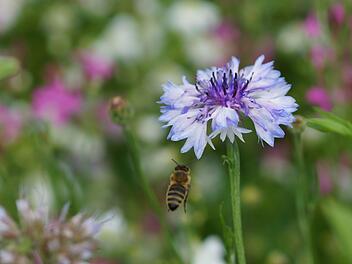 Eine Biene steuert eine Kornblume an. Die bunte Wiese ist Teil des Projekts. Foto: Arkadius Guzy