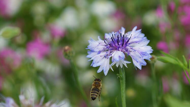 Eine Biene steuert eine Kornblume an. Die bunte Wiese ist Teil des Projekts. Foto: Arkadius Guzy