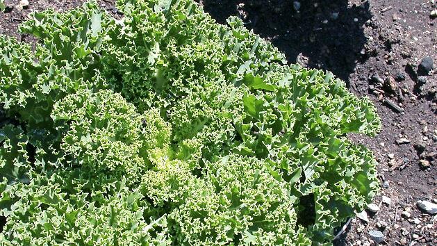 Gr&uuml;nkohl im &Ouml;kologisch-Botanischen Garten Foto: &Ouml;BG