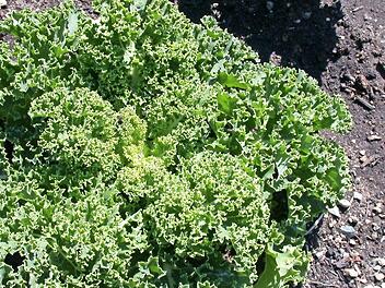 Gr&uuml;nkohl im &Ouml;kologisch-Botanischen Garten Foto: &Ouml;BG