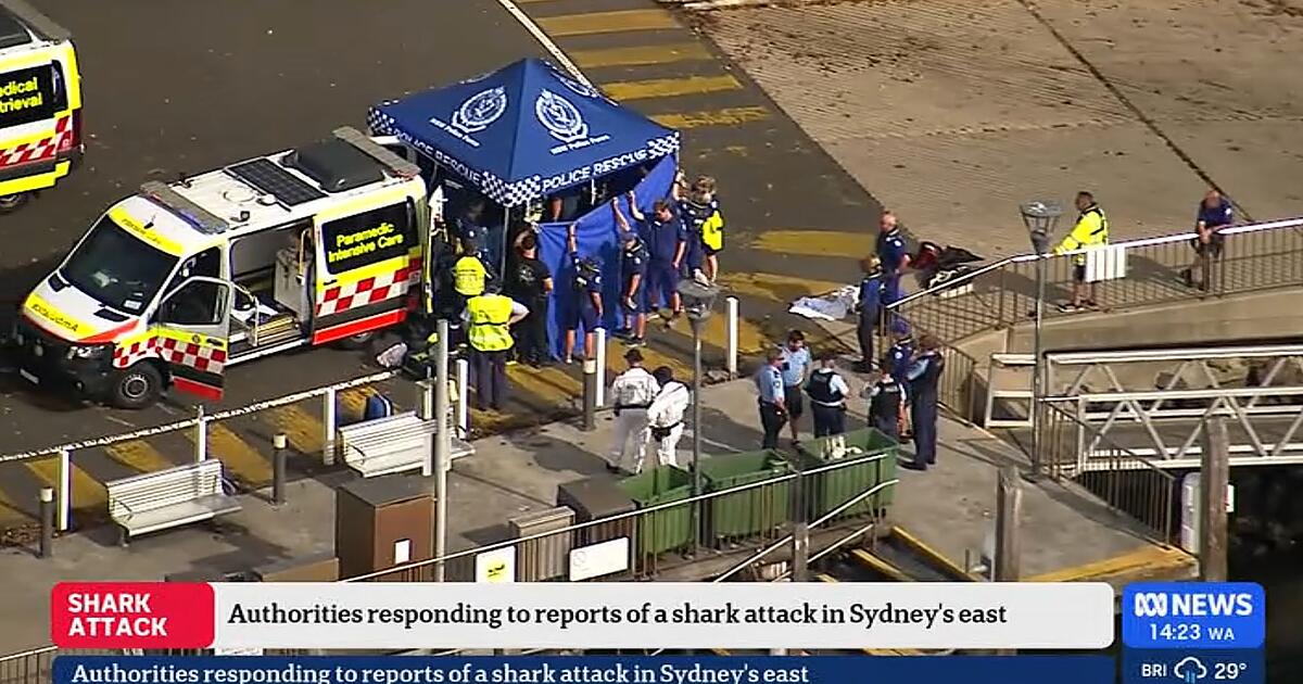 Mutma-licher-Haiangriff-Junge-lebensgef-hrlich-verletzt