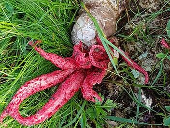 Exotischer Fund in Z&uuml;ntersbach: Ehepaar entdeckt Tintenfischpilz in Garten