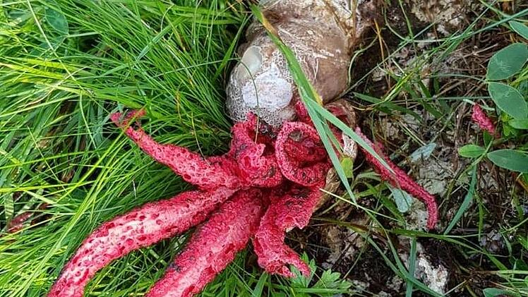 Exotischer Fund in Z&uuml;ntersbach: Ehepaar entdeckt Tintenfischpilz in Garten