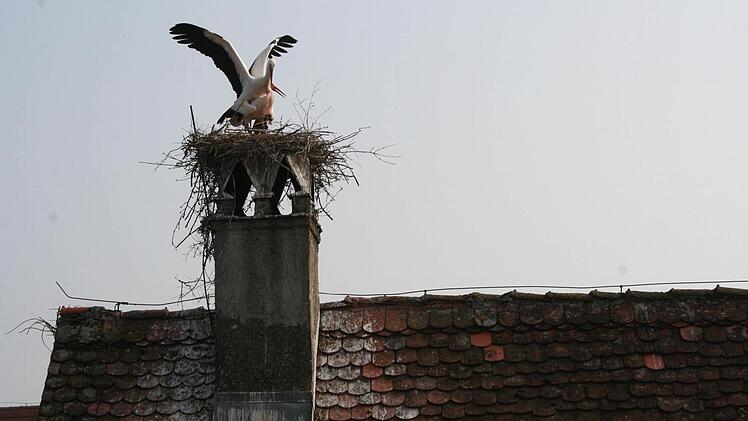 Heiner und Heidi (die Neuen) beim Liebesspiel auf dem Schornstein des Backofengebäudes. Das Nest haben sie in den letzten Wochen selbst gebaut. Foto: Evi Seeger