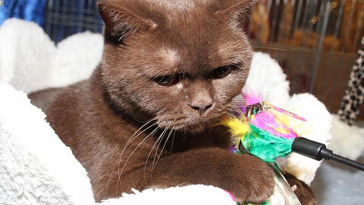 Gerda Gänseblümchen, eine schokoladenfarbige British-Kurzhaar, war nur die Begleitkatze für die cremefarbene Merle‘s Martha.