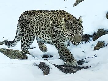 Leoparden in freier europäischer Wildbahn - die gibt es! Der seltene persische Leopard lebt in den Höhen des Kaukasus, wo Europa auf Asien trifft. Die Tiere zu fotografieren, ist schwierig. Tierfilmer Christian Baumeister sind für seine Reihe "Erlebnis Erde: Faszination Europa" dieser und andere Coups gelungen.