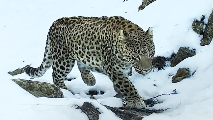 Leoparden in freier europäischer Wildbahn - die gibt es! Der seltene persische Leopard lebt in den Höhen des Kaukasus, wo Europa auf Asien trifft. Die Tiere zu fotografieren, ist schwierig. Tierfilmer Christian Baumeister sind für seine Reihe "Erlebnis Erde: Faszination Europa" dieser und andere Coups gelungen.
