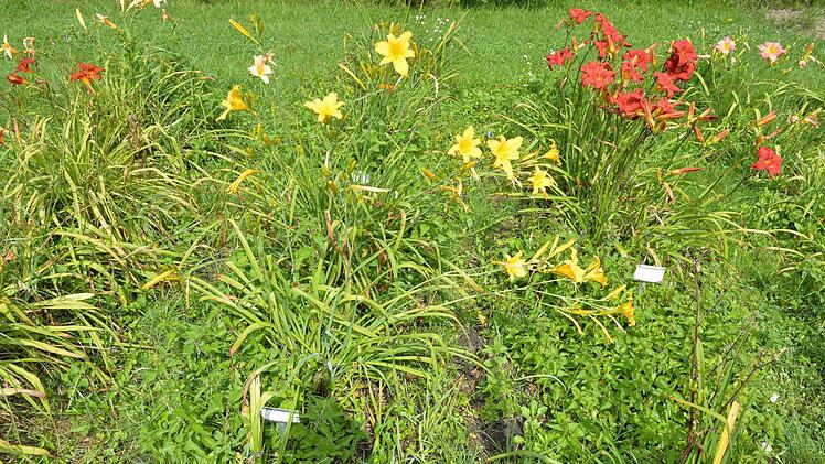 Foto: Ronald Rinklef