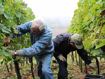 Heinz Wippich (links) und Immanuel Behn helfen bei der Weinlese in Ziegelanger.