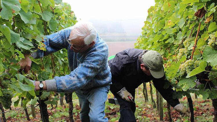 Heinz Wippich (links) und Immanuel Behn helfen bei der Weinlese in Ziegelanger.